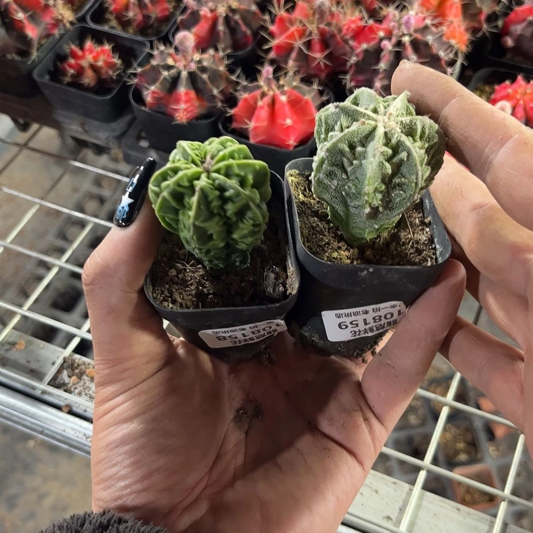 时****?108158-108159
