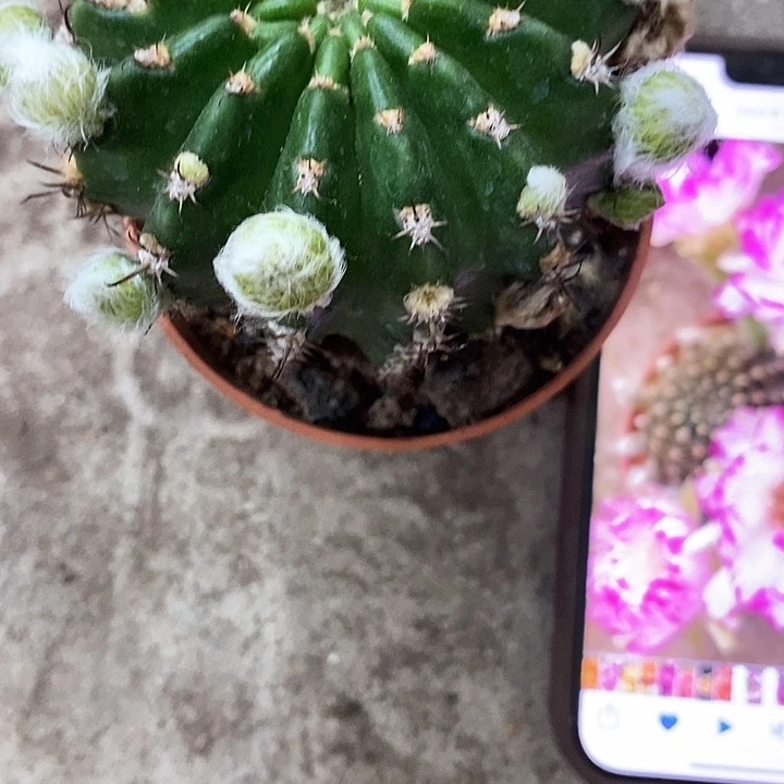 妖碟丽花，清仓26847899