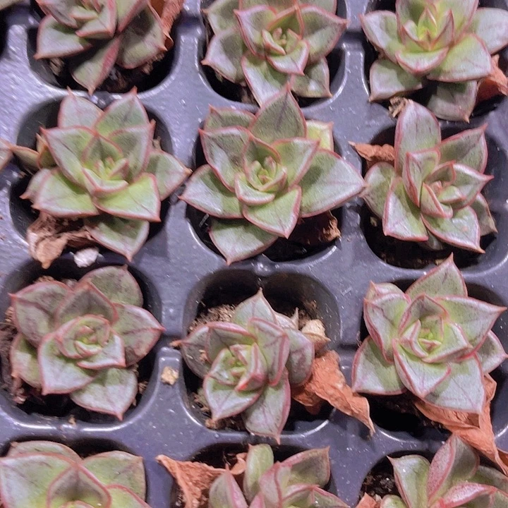 精品麒麟座多肉植物