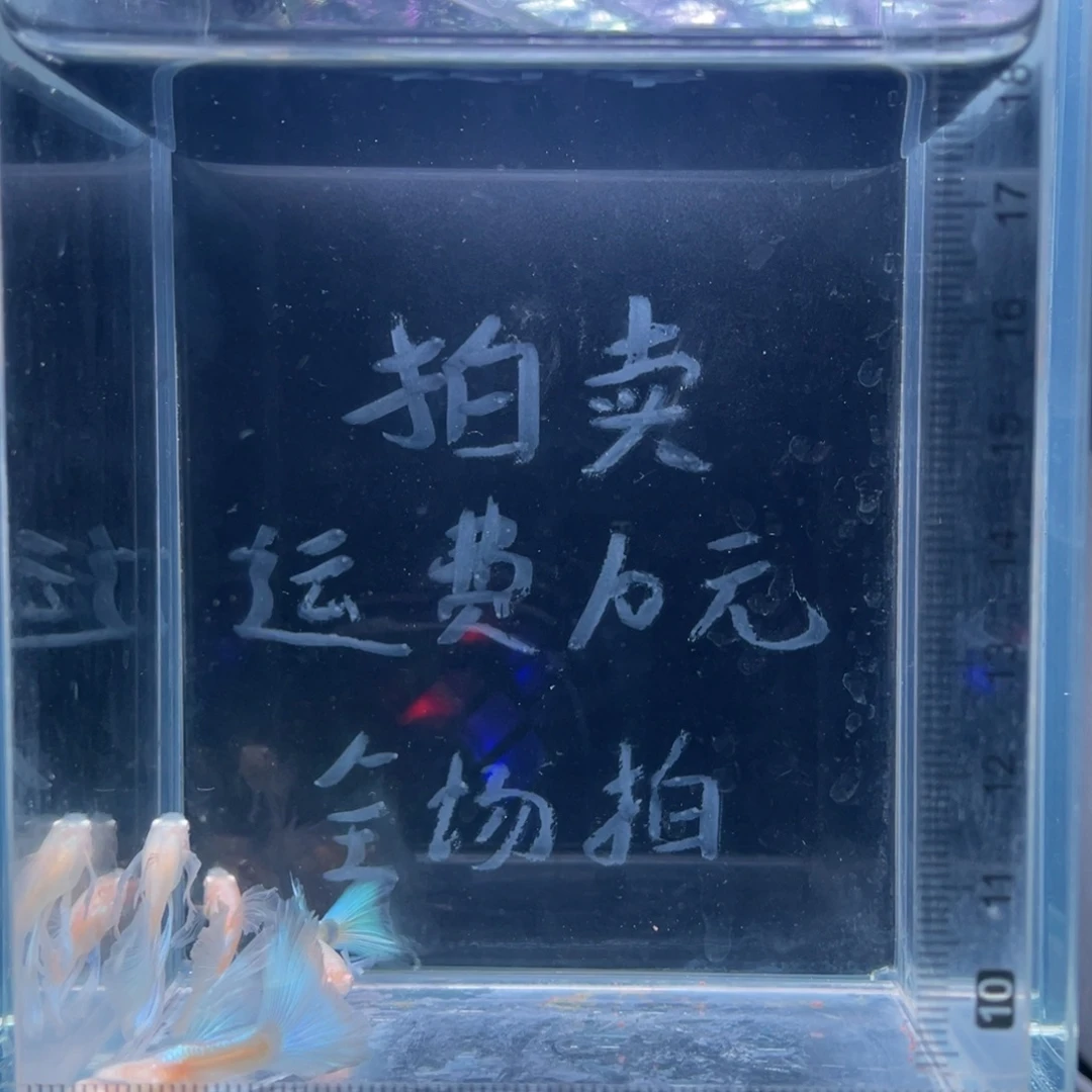 孔雀鱼蓝白长公四条