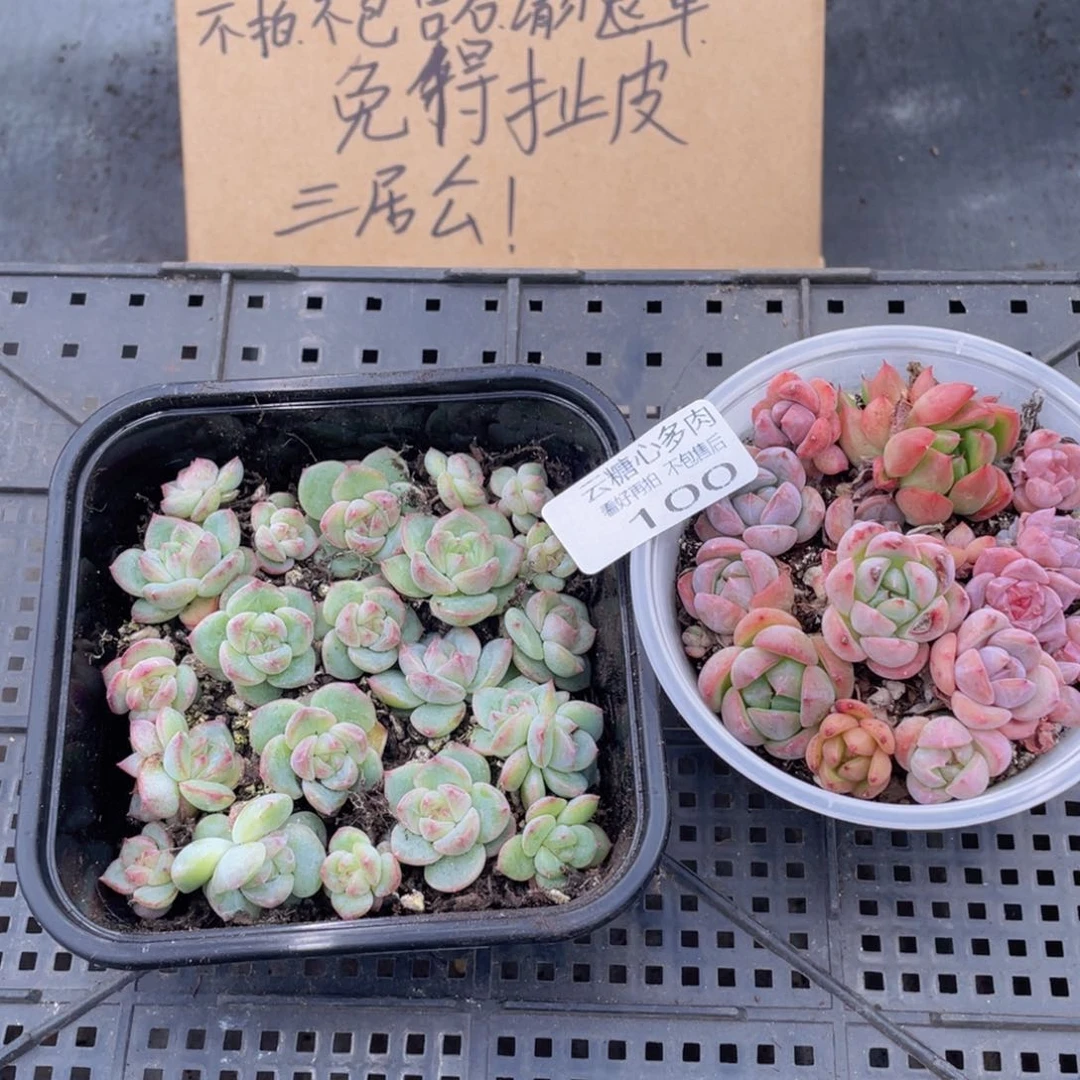 云糖心多肉植物100
