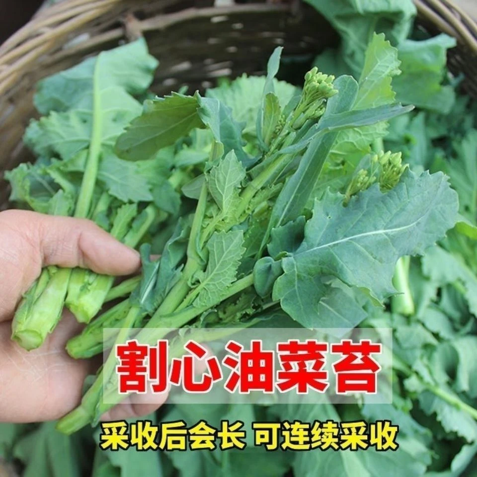 【全场满5包包邮】油菜苔种子四季蔬菜四季播种油菜蔬菜种子