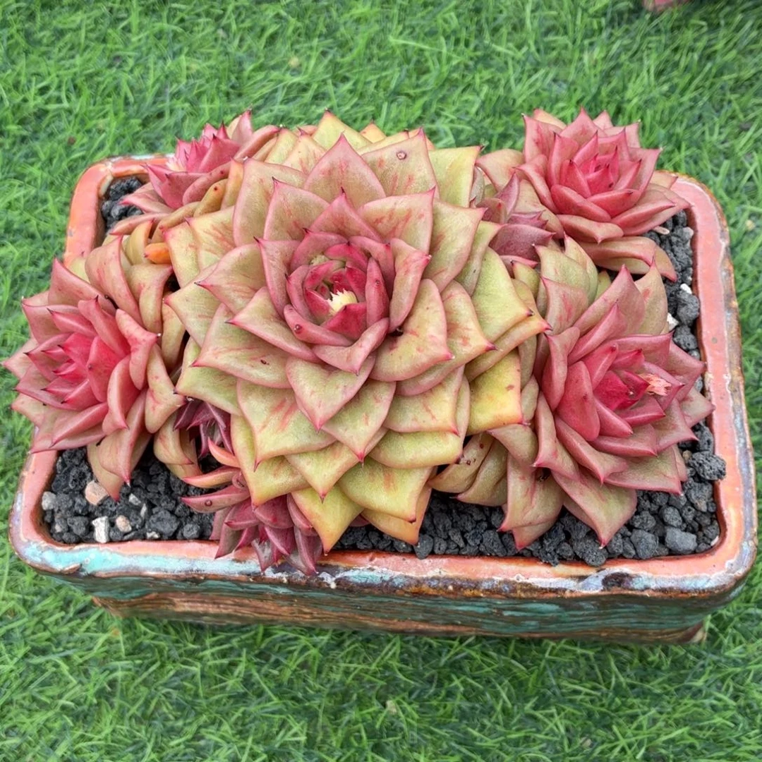 多肉植物 绿蔷薇-4