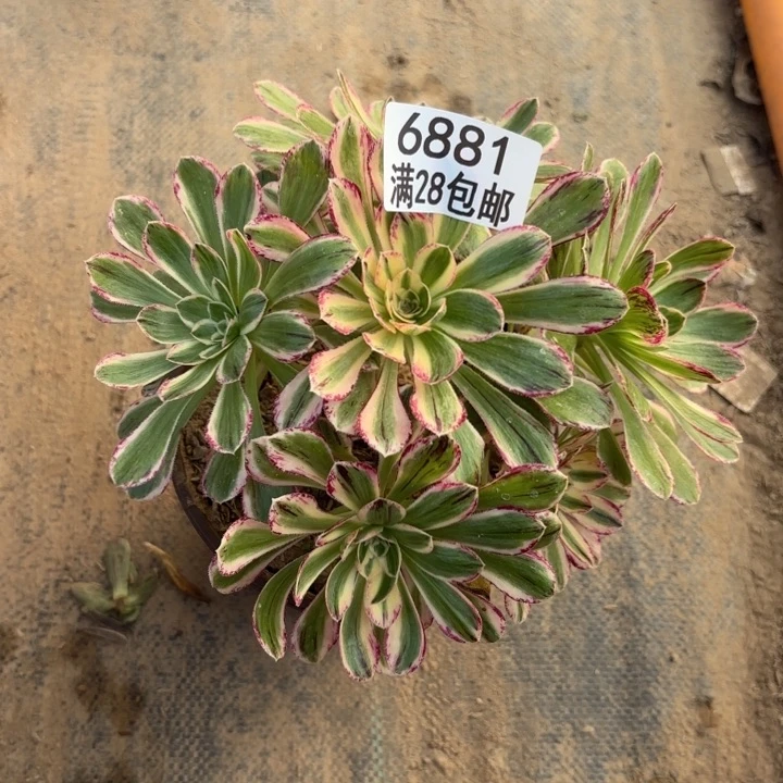 B. 6881v仅仅多肉