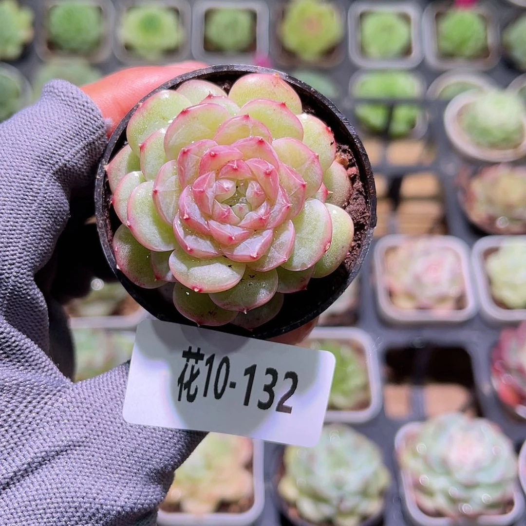 花10-132新品珍妮