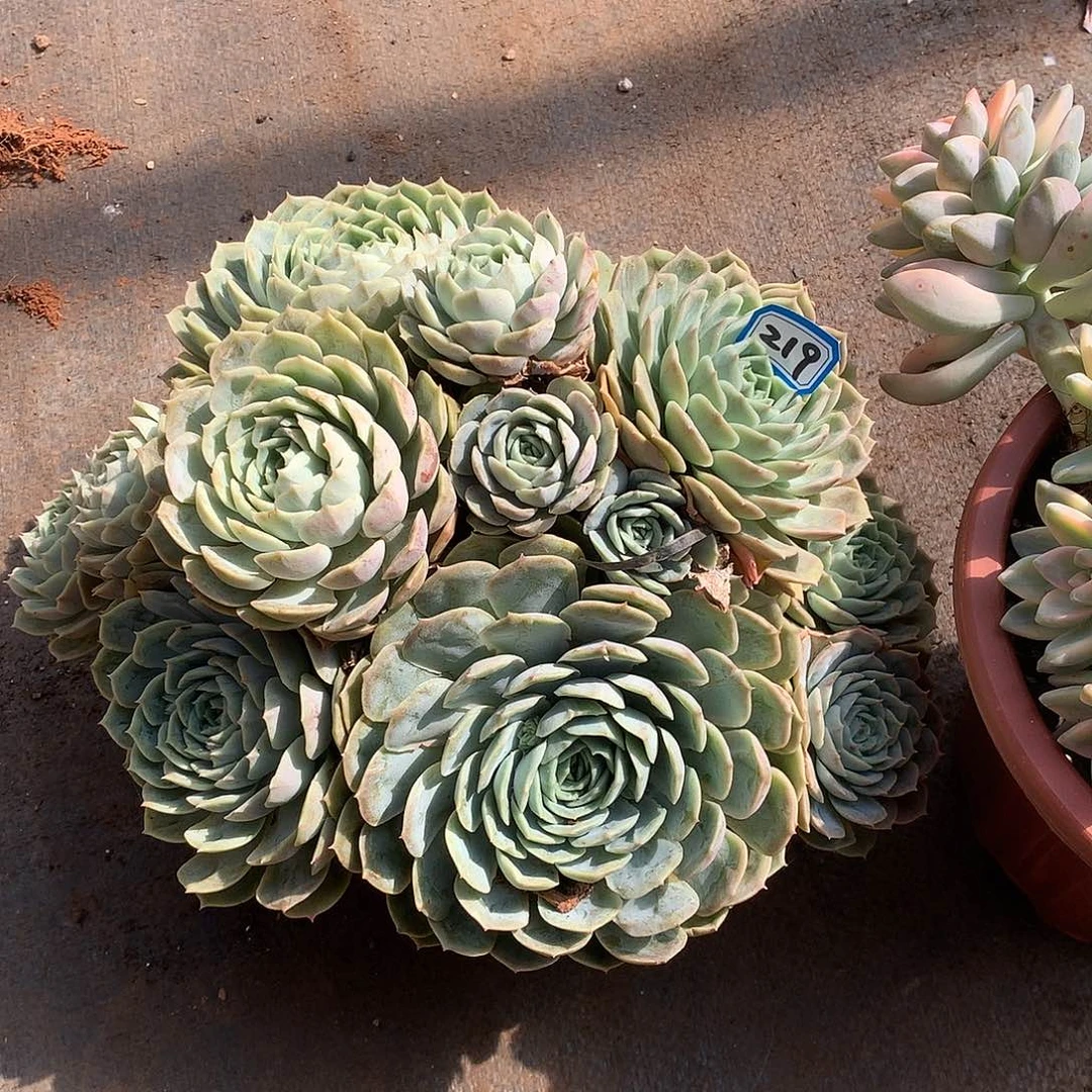 219昂斯诺 一物一拍多肉