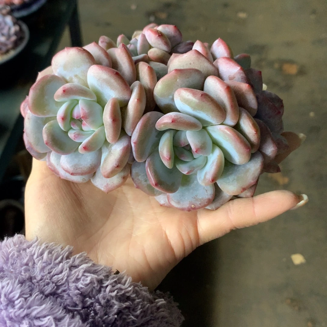 10头石榴籽哈哈哈哈哈哈哈哈哈