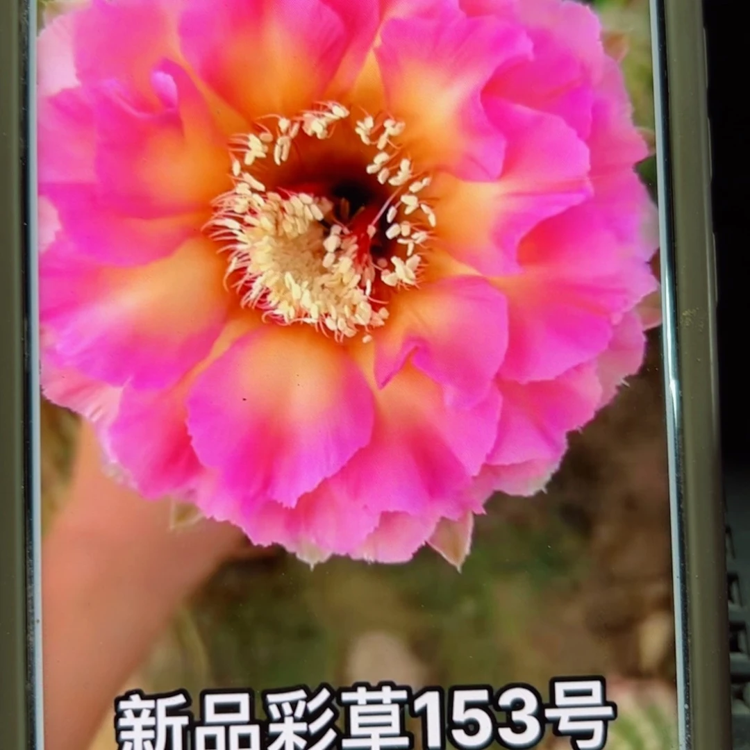 下15彩草国色歪侧芽4公分左右20包邮