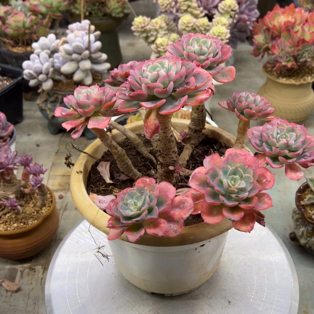 泪无痕38 零零多肉植物