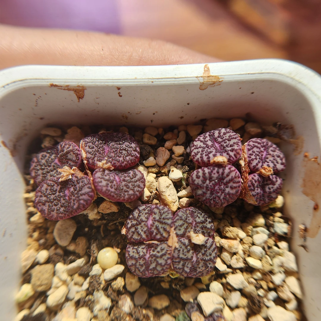 多肉植物一物一拍专拍