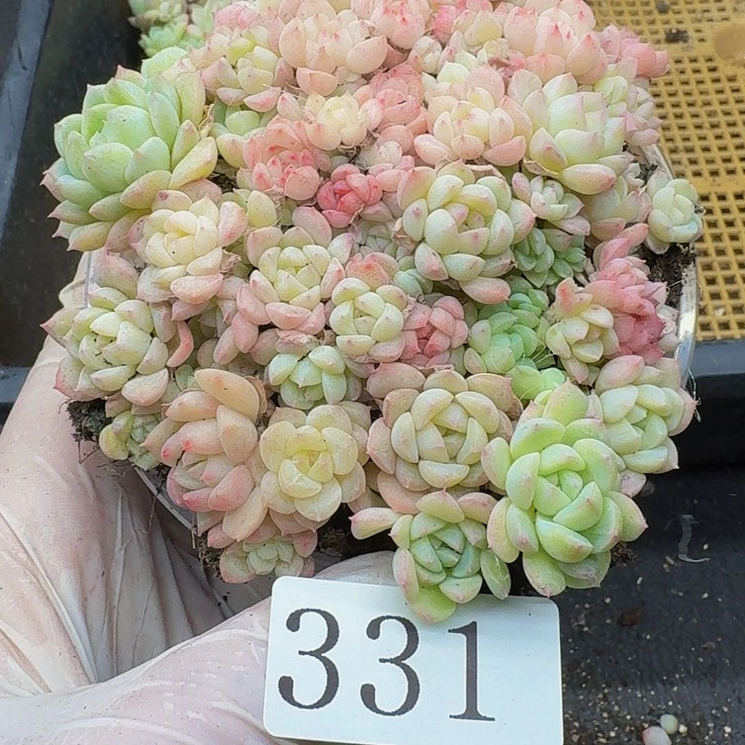 多肉植物多肉植物331