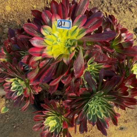 造型桩天河多肉植物1多肉