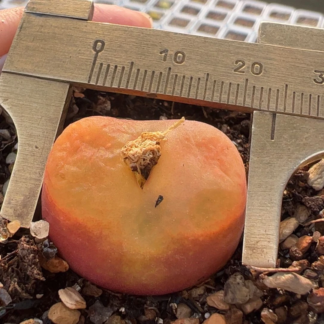 2.3厘米进口水蜜桃带盆