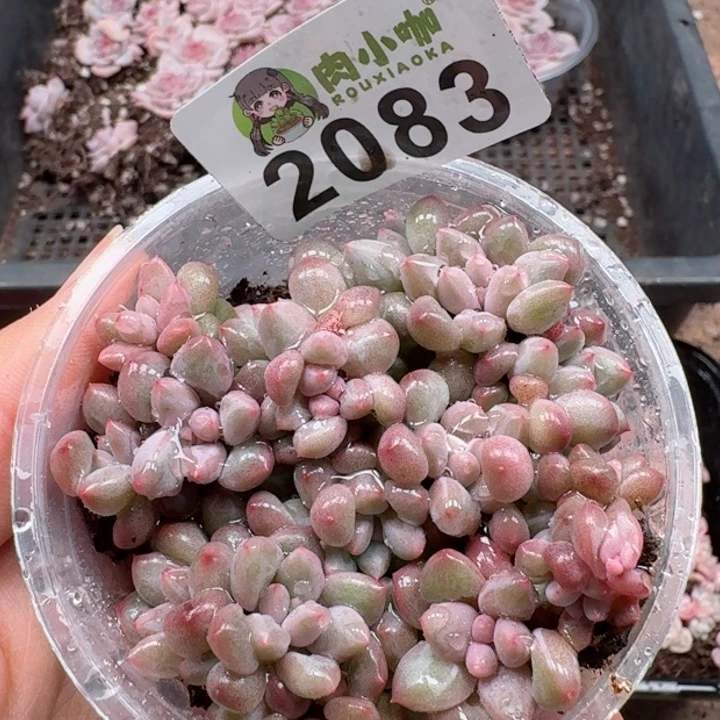 多肉植物多肉植物