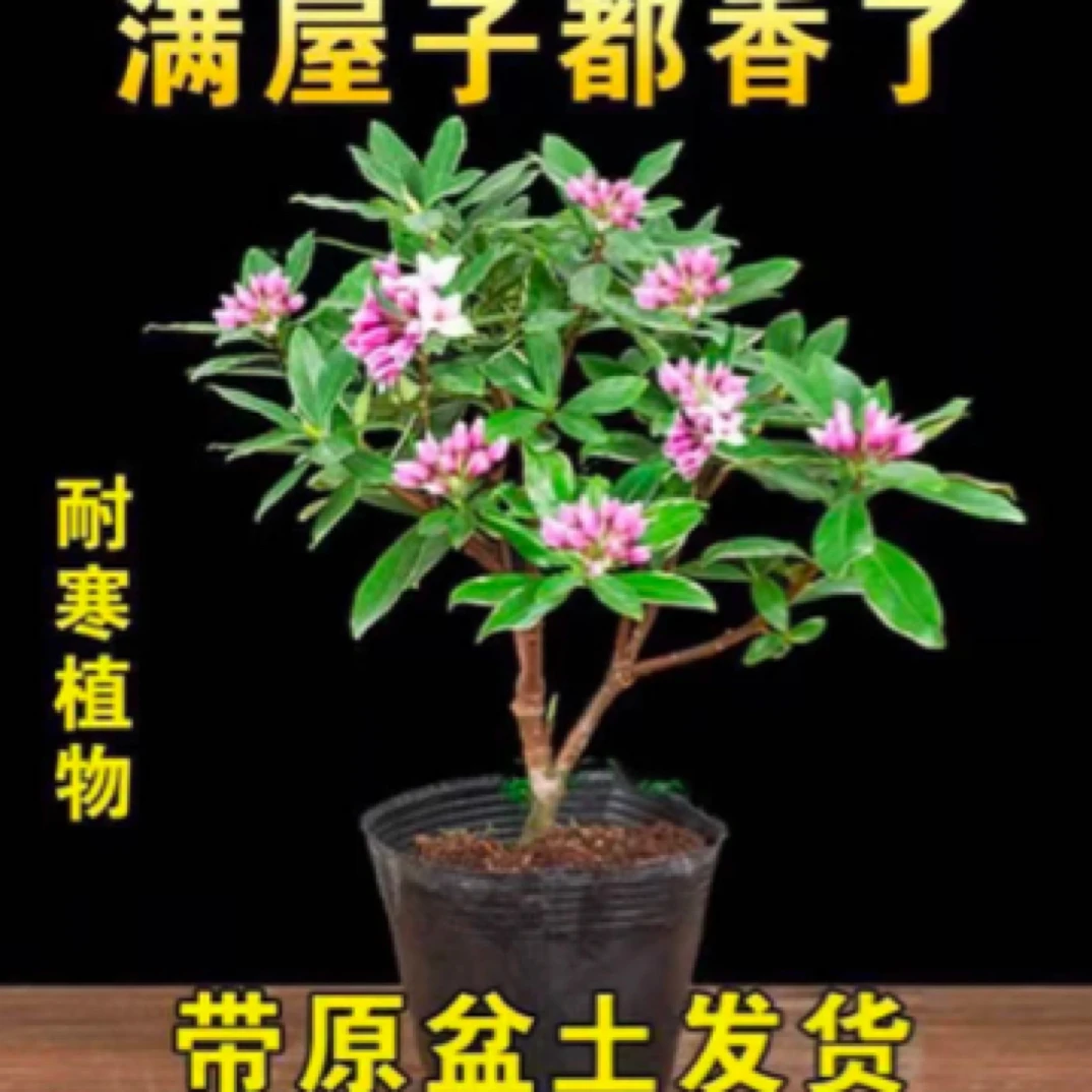 金边四季瑞香花苞开花花卉耐寒绿植盆栽室内年宵植物浓香型老桩
