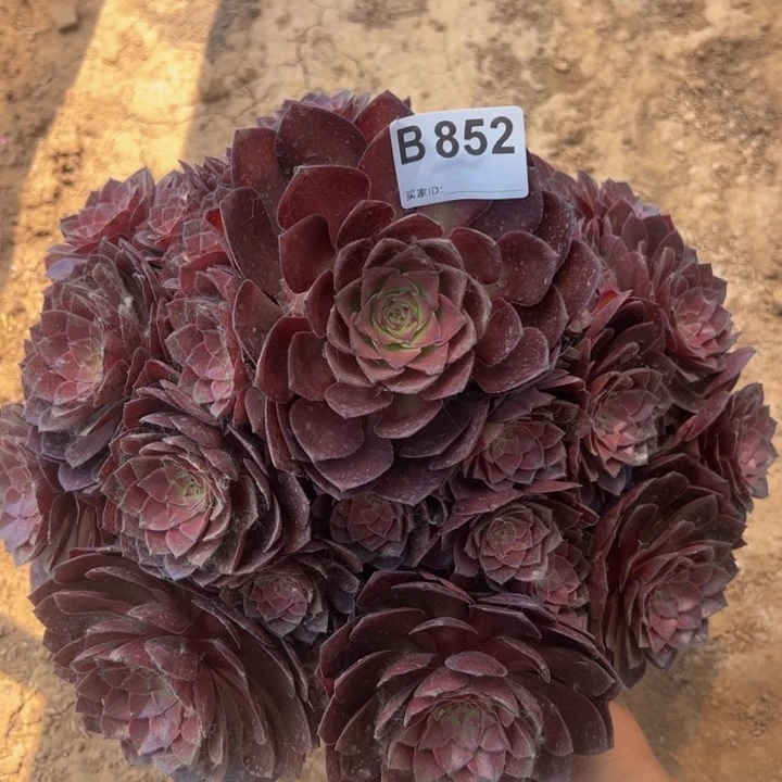 桃花石多肉植物852