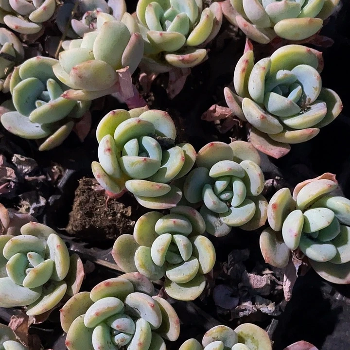 小风城1元带土发