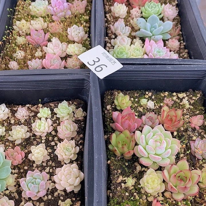 36 多肉植物盆栽花卉