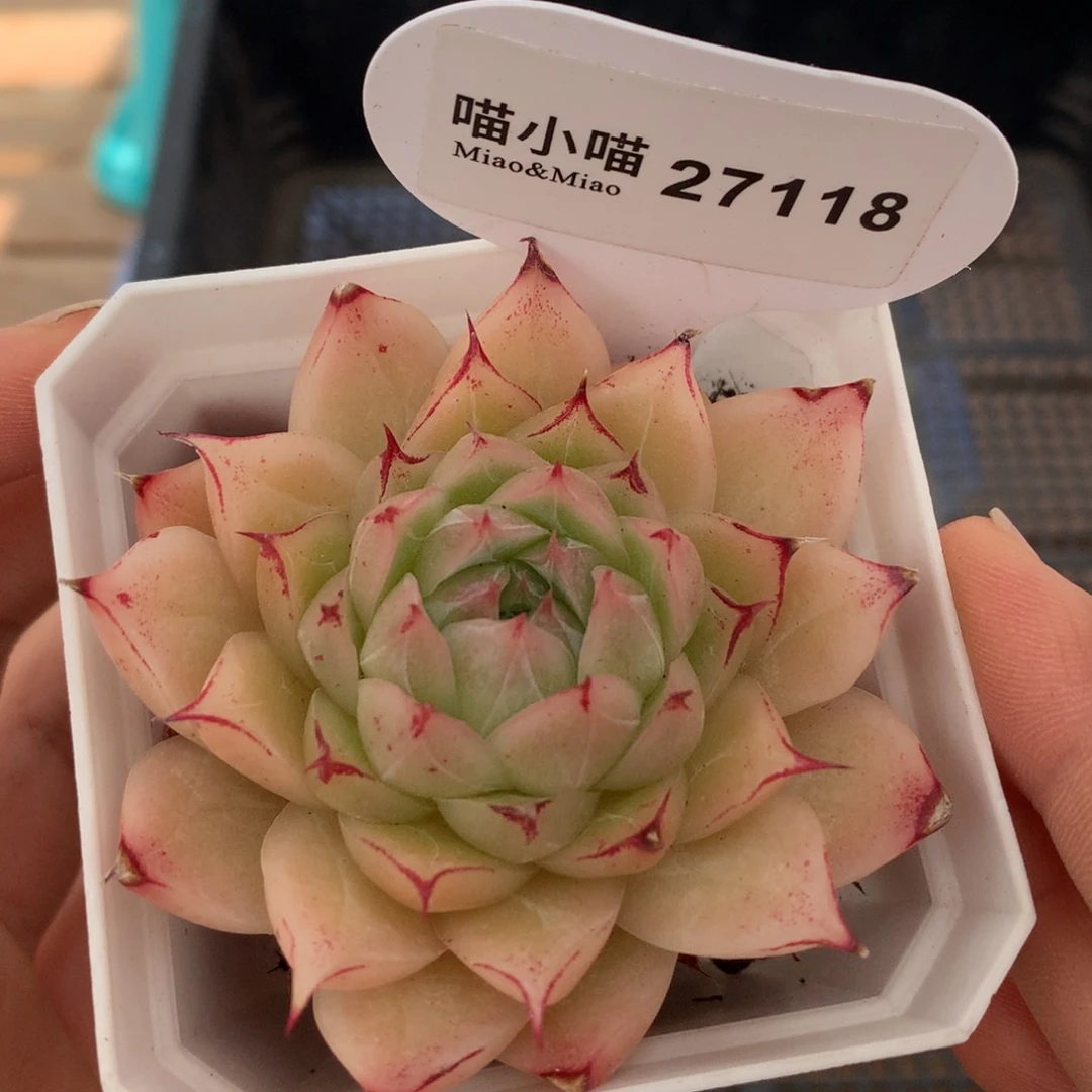 多肉植物保护研究所