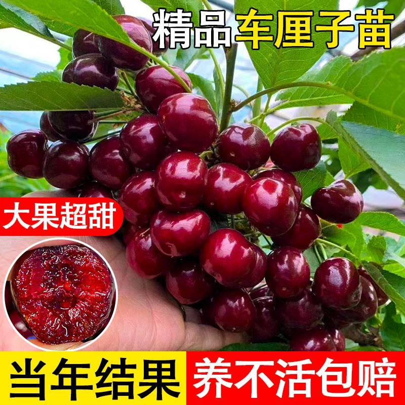 精品车厘子树苗黑珍珠樱桃树南北方种植盆栽庭院当年结果大果树苗