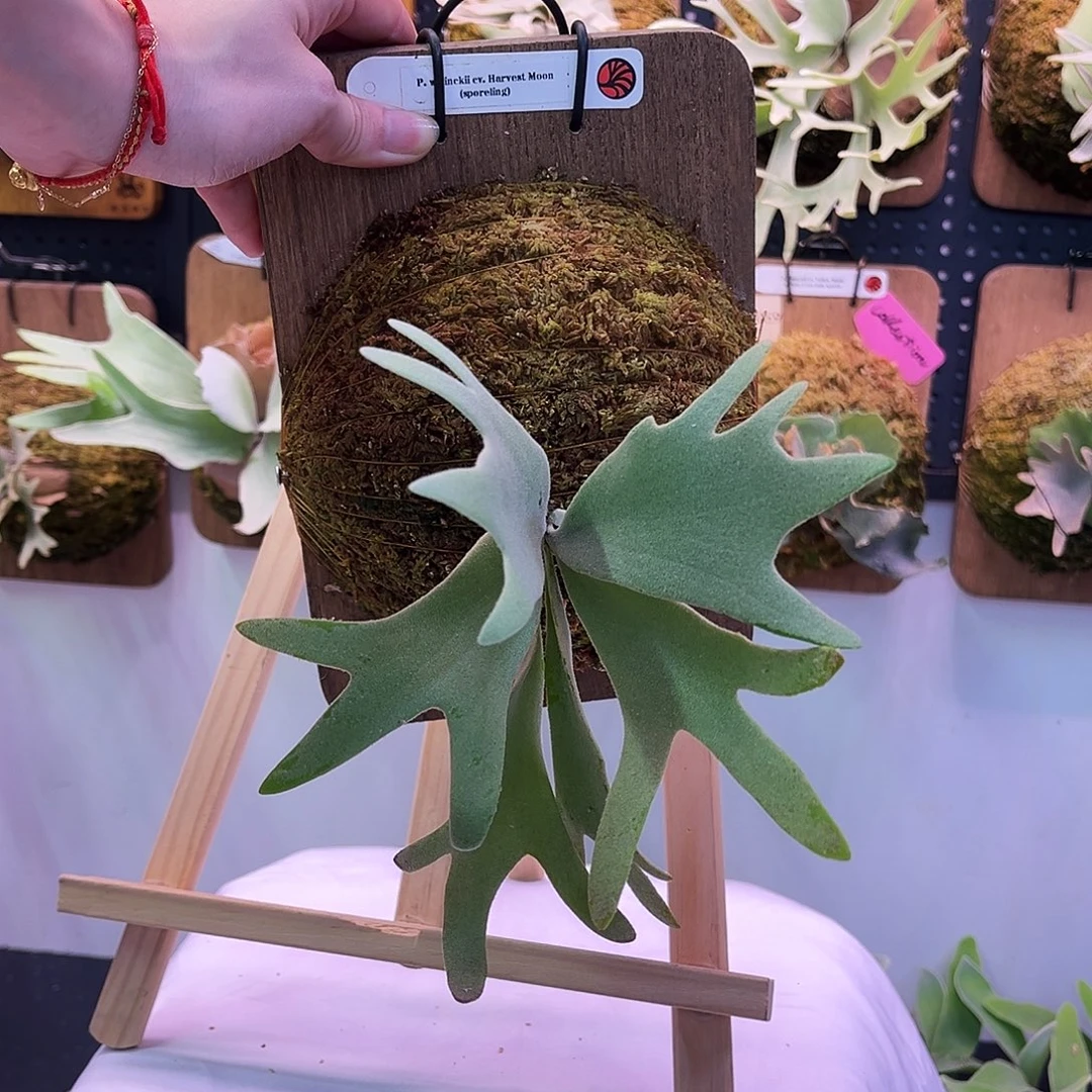 Nook 丰收月 孢子苗