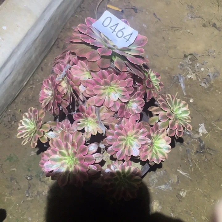 多肉植物断枝不包464黑铜白