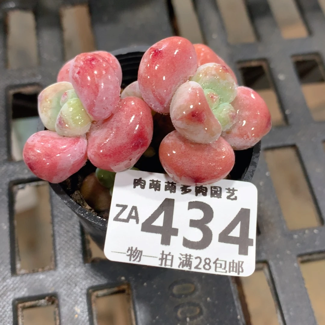 肉萌萌拇指盆精控多肉ZA434
