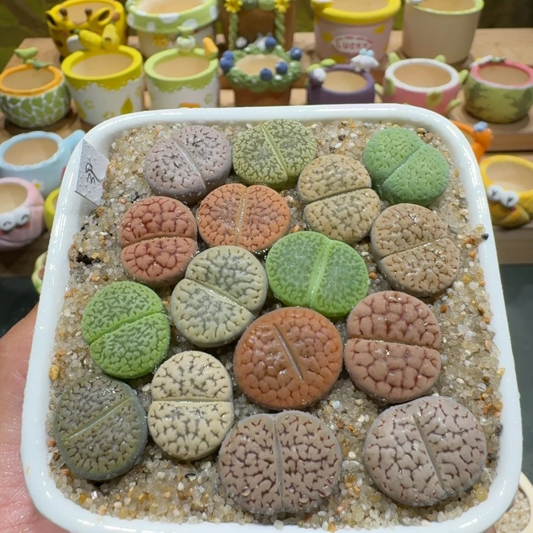 蘑菇1128富贵彩拼多肉植物