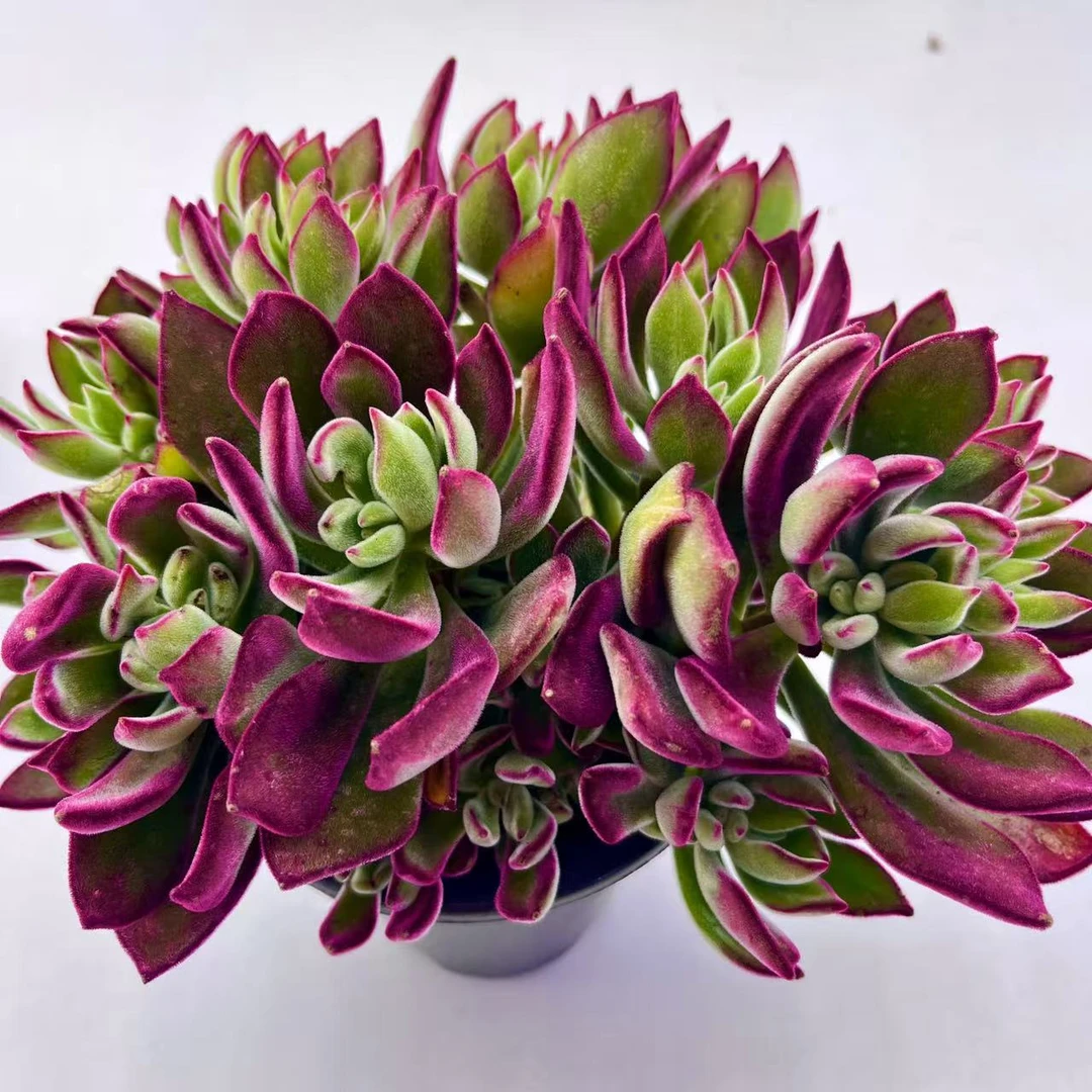 【吉祥兔】 红兔耳锦晃星 带盆带土包邮 好养活 云南种植基地