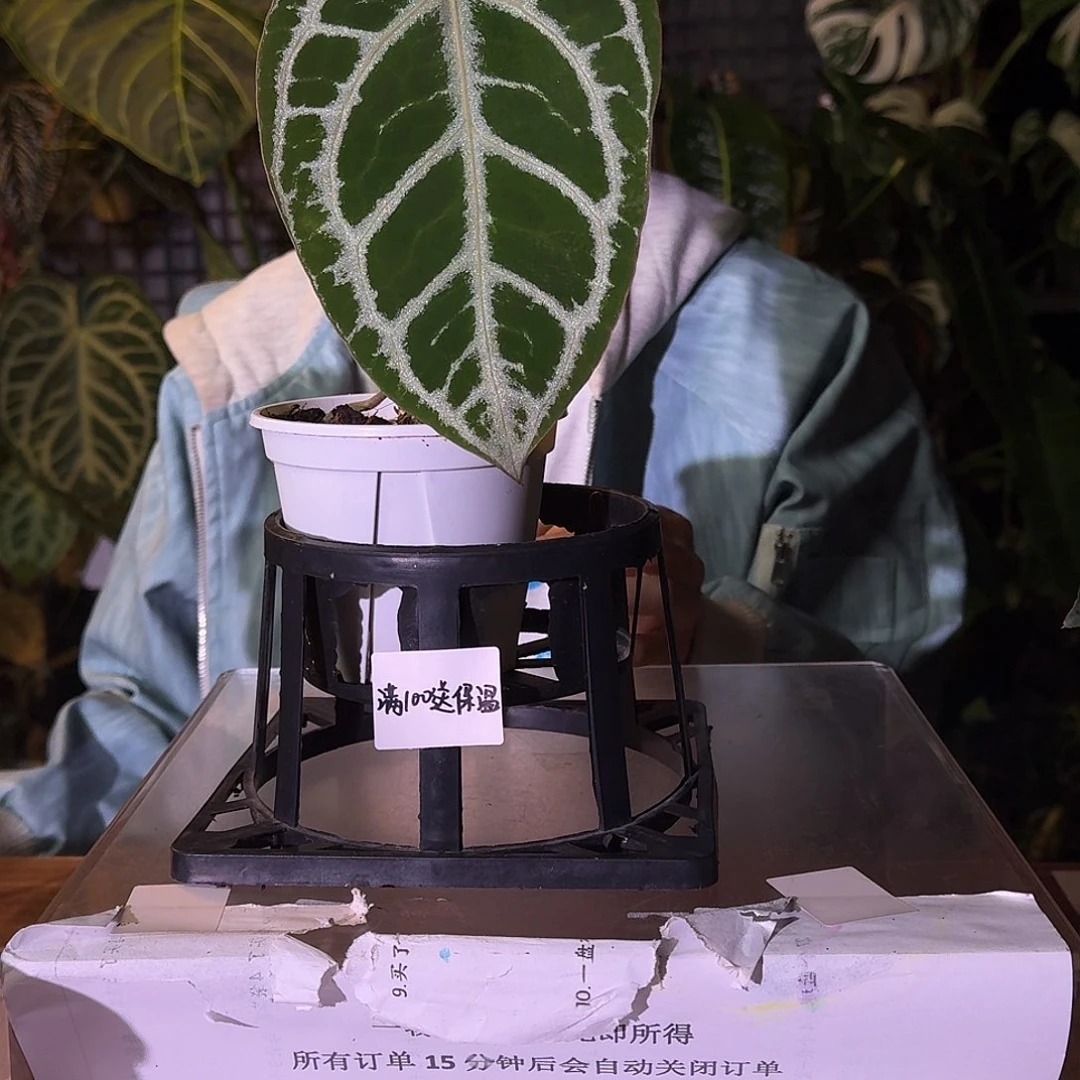 不开花植物E13雪饼杂银骑士