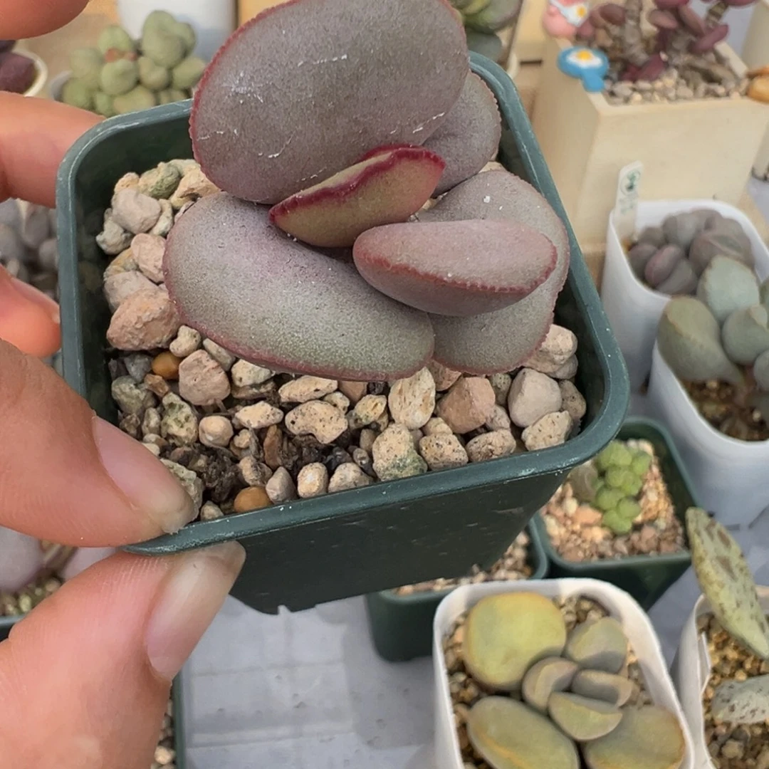 23 号好看的水泡冲冲冲