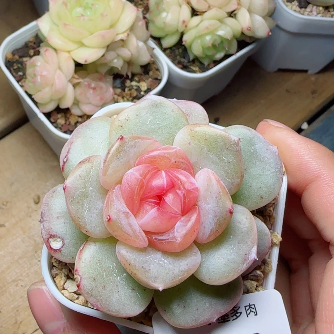 软糖，3083多肉植物