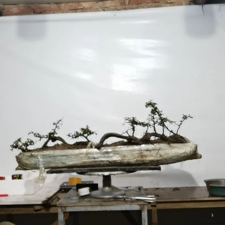 当前无花朵，栽培后可花朵