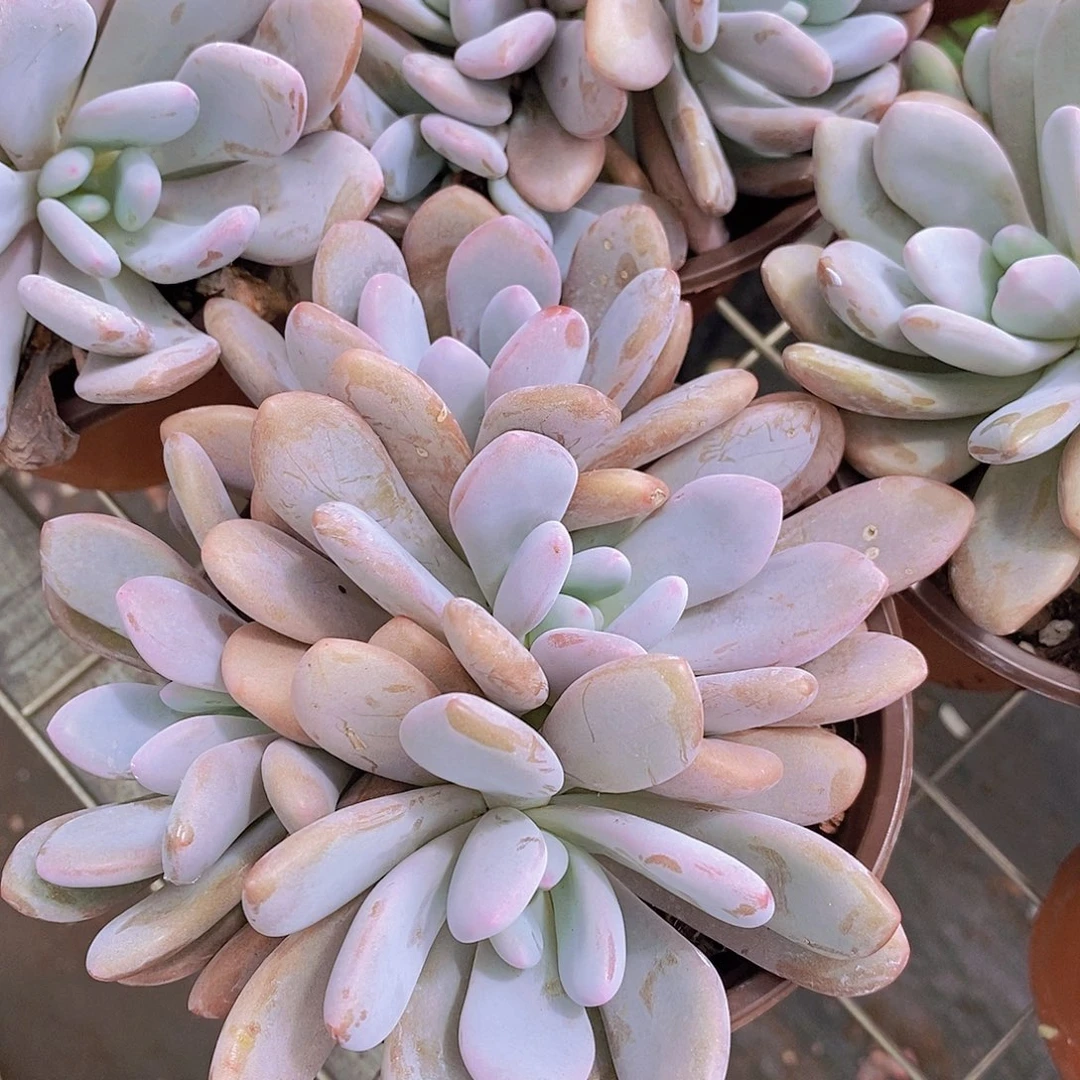 粉兔 多头群生精控精养