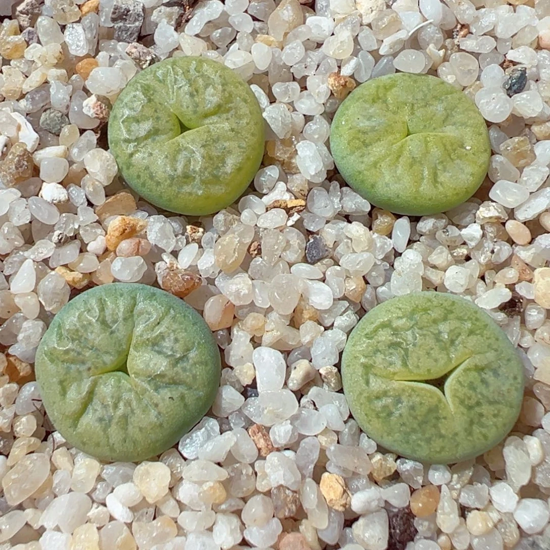 1219-807多肉多肉