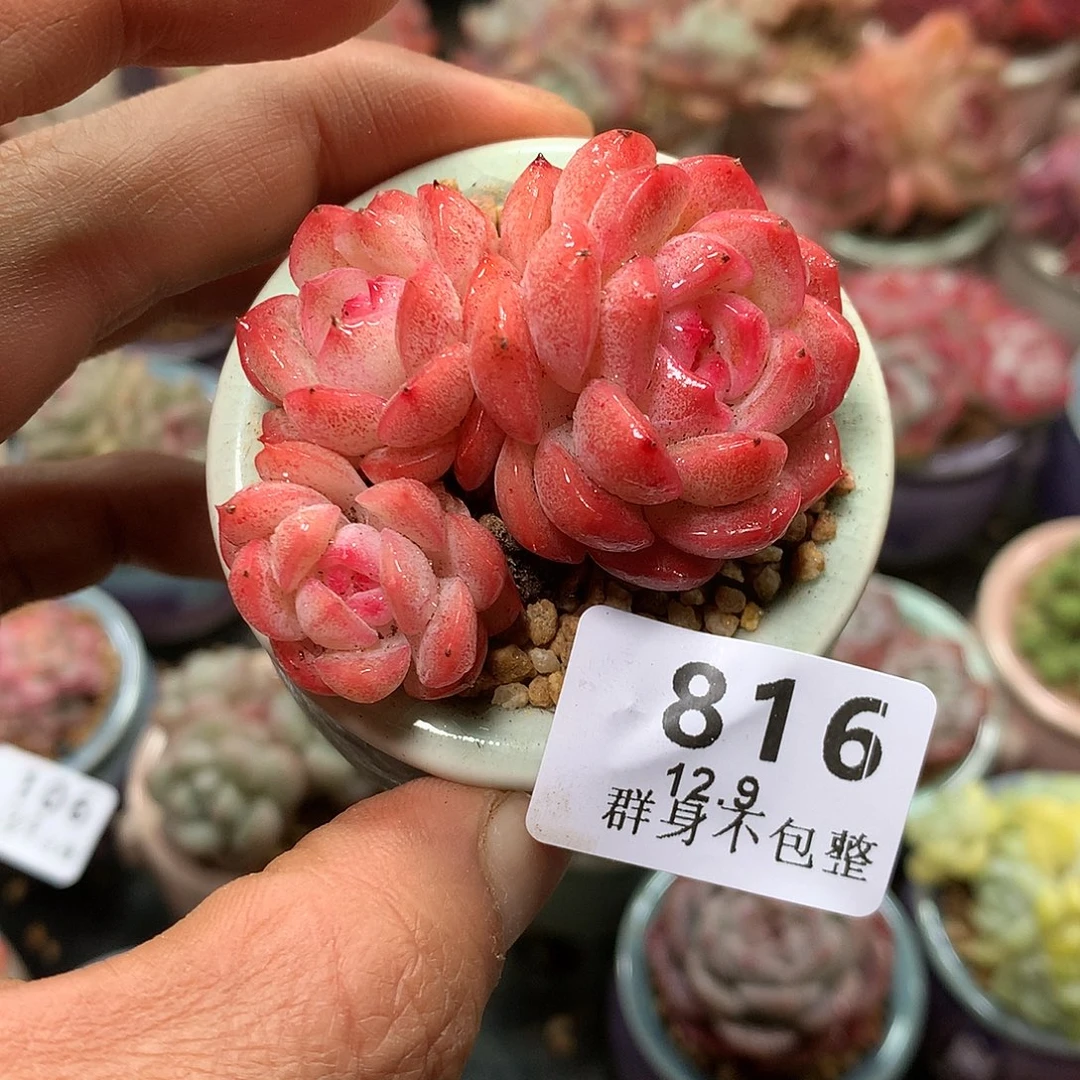 精控拇指盆12.9816