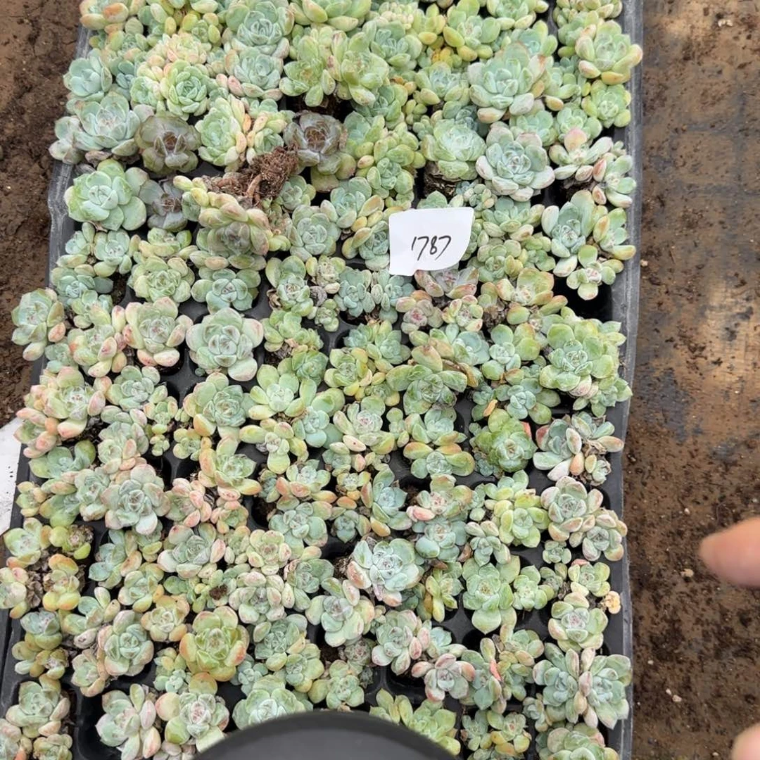 1787 号一半托满20包邮