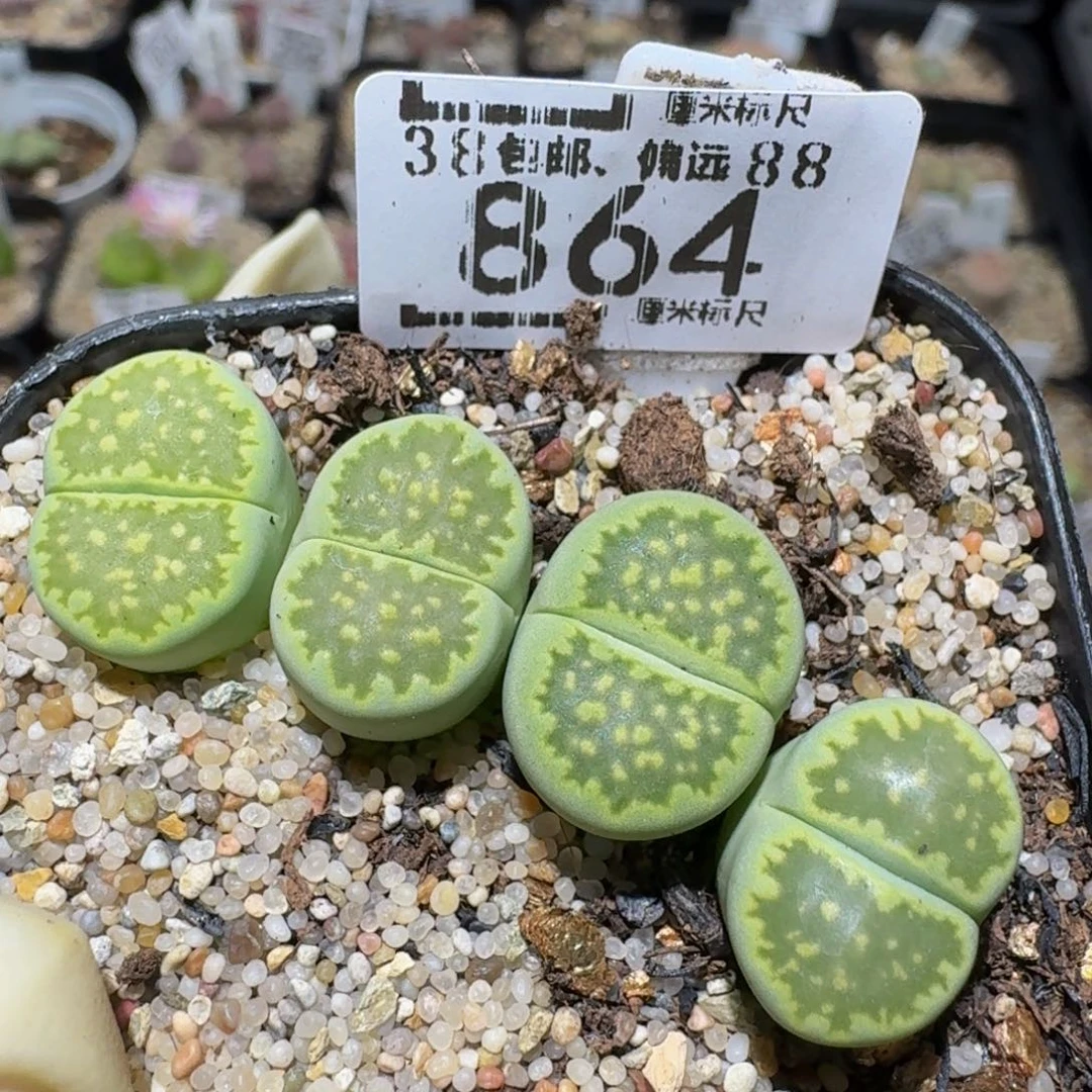 zzzz生石花肉锥864