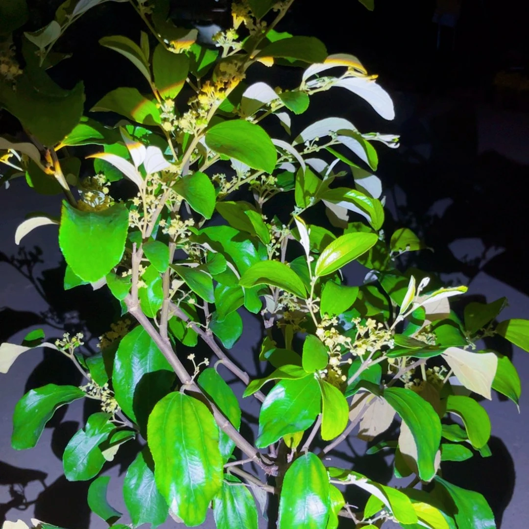 蓝***天果苗。果苗。果苗。6666