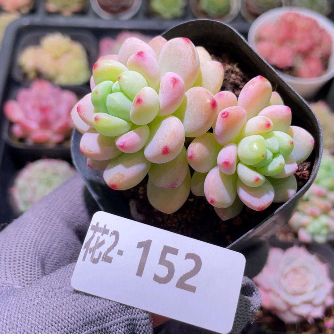 花利美 2-152罗琦