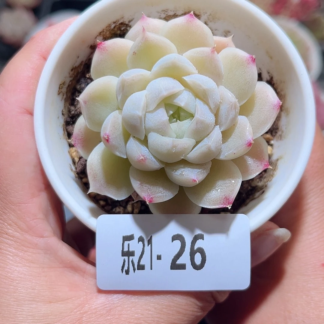 木乐21-26麦秆单头