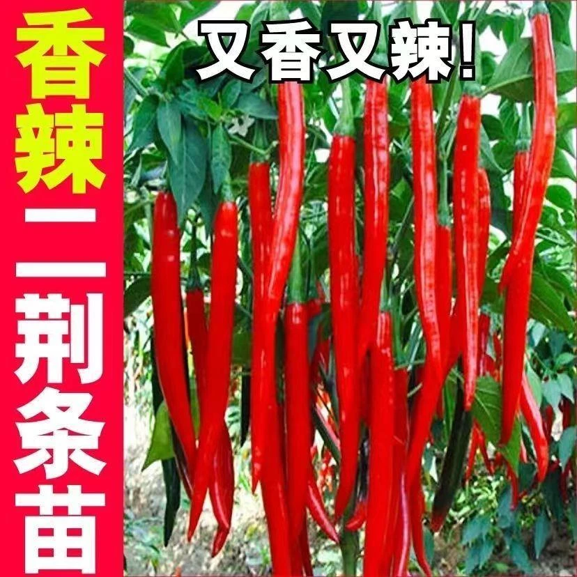 高产辣椒苗青椒美人椒苗薄皮辣椒秧苗螺丝椒二荆条长线椒朝天椒苗