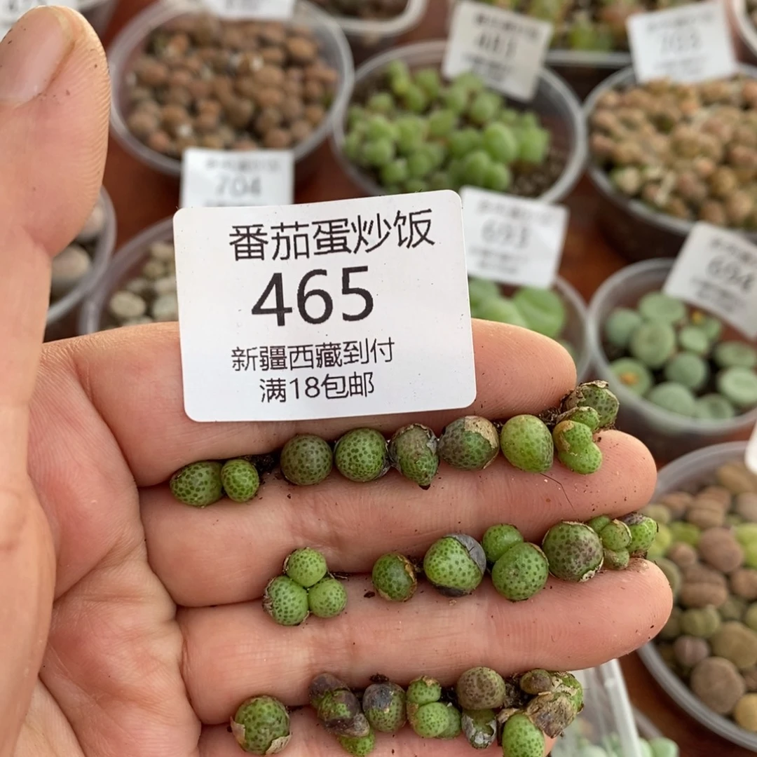 感谢您的光临，斑马，465