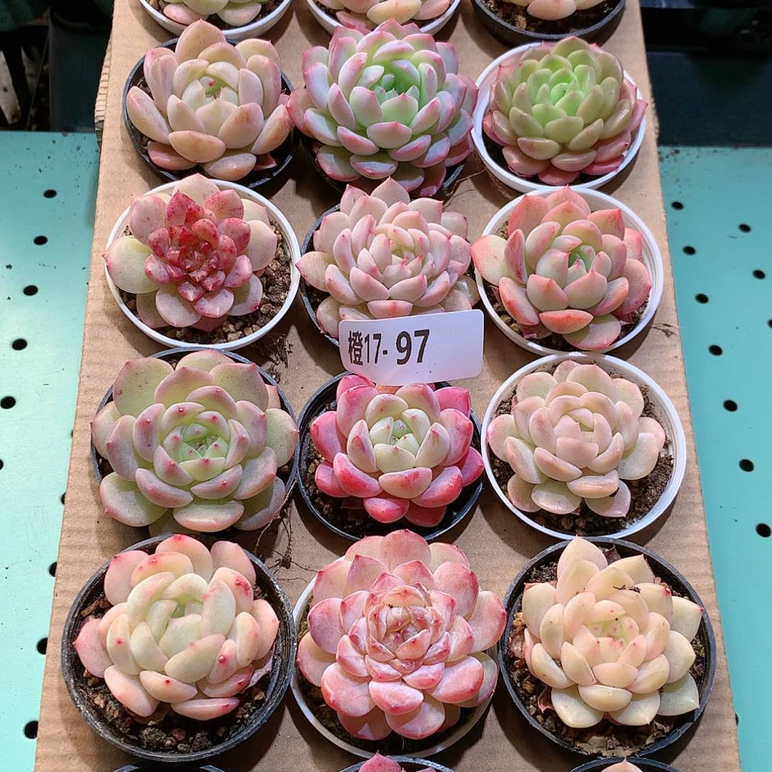 17-97一物一拍带盆18颗。