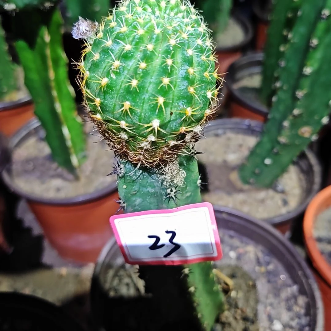 舒***心金荷花秀普嫁接柱弯23