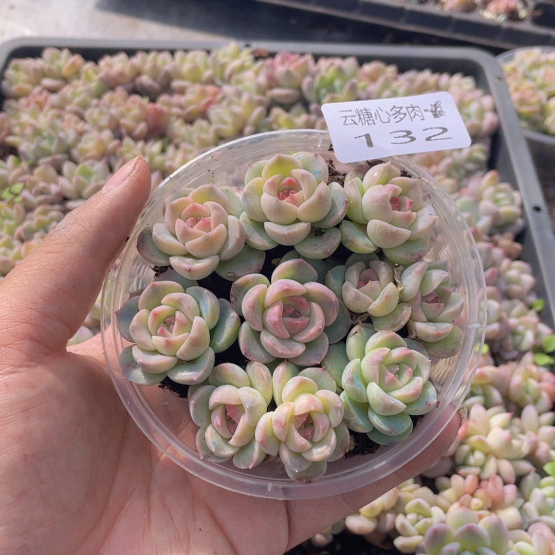 云糖心多肉植物132