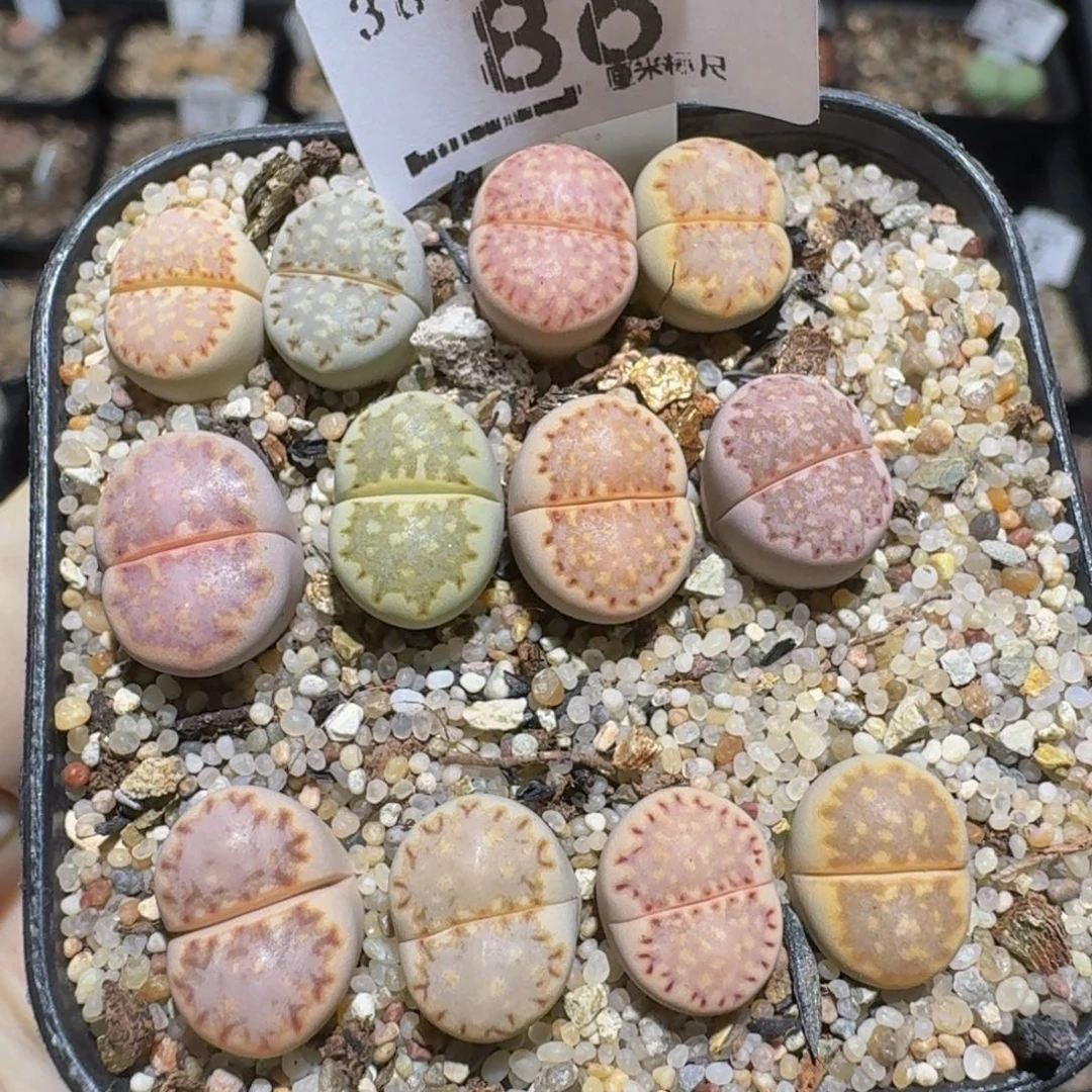 zzzzz精品生石花86