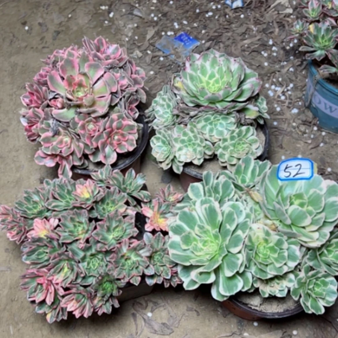 【闪购商品】断枝不包52