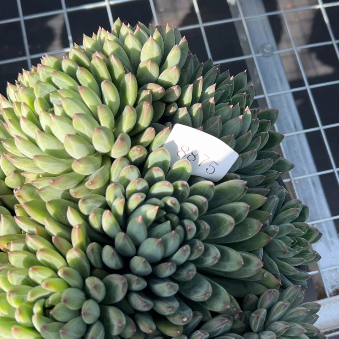 香*8875多肉多多多多多