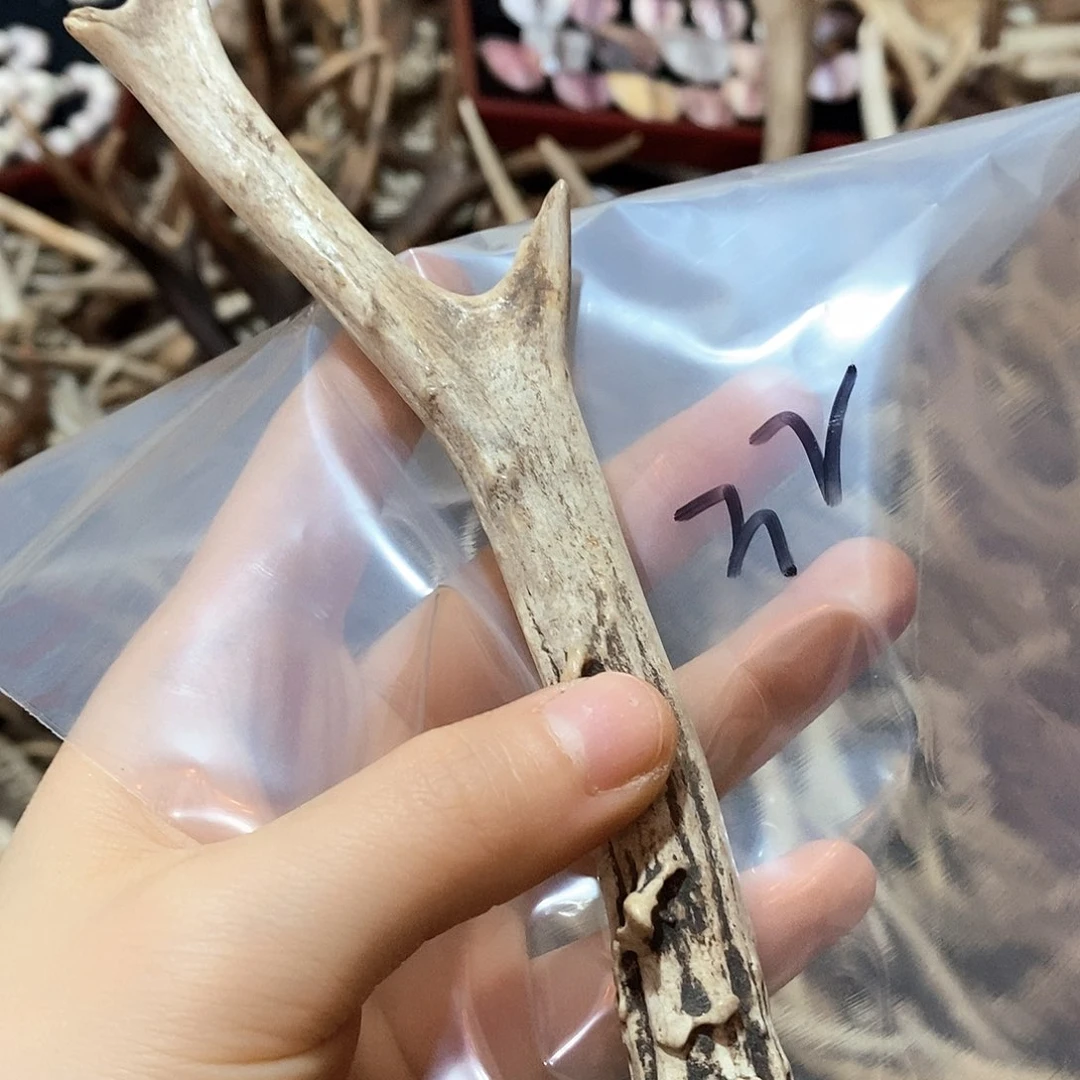 鹿角鹿角鹿角鹿面鹿